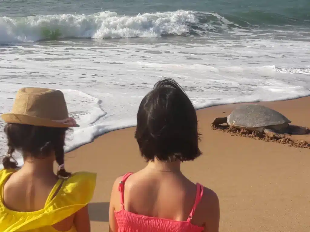 Observer des tortues au Sri Lanka