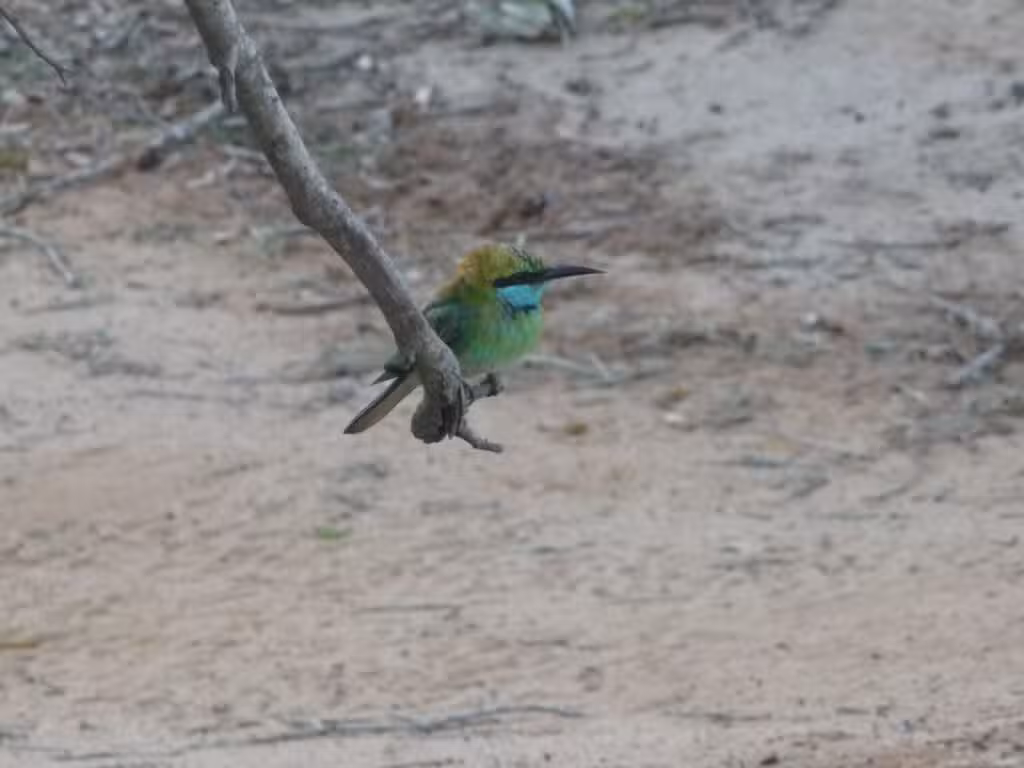Un habitant du parc de Minneriya