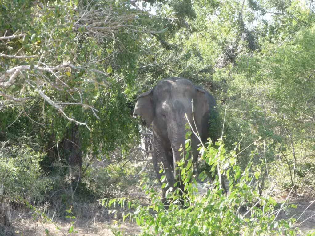 éléphants au parc de Minneriya