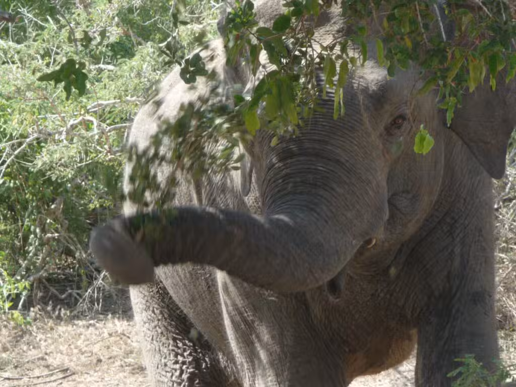 C'est l'heure de déjeuner pour un éléphant du parc de minneriya