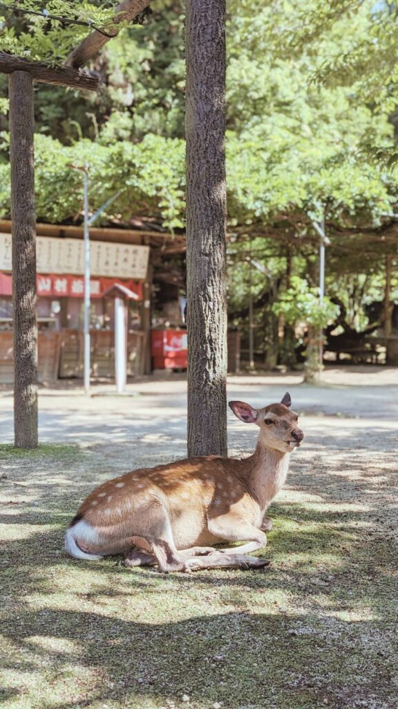 Un daim sur l'île de Miyajima