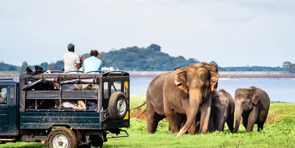Safari sri lanka