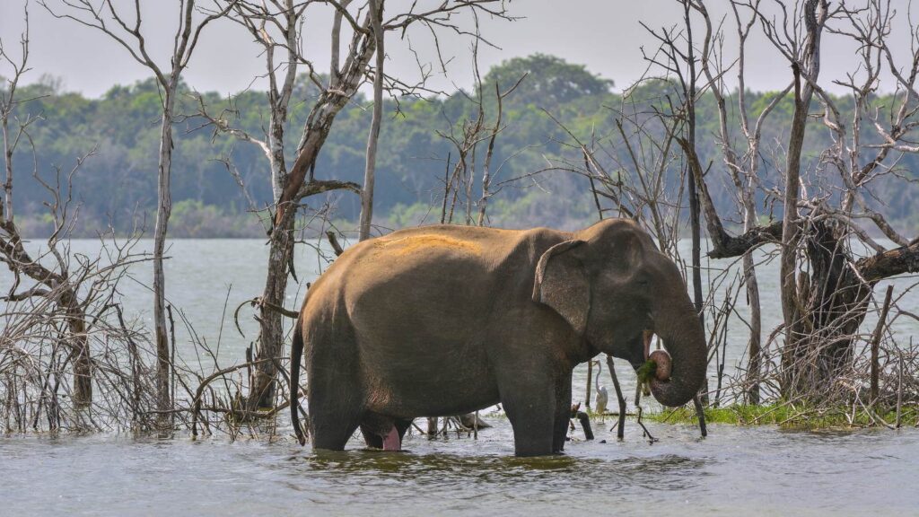 un éléphant au Sri Lanka