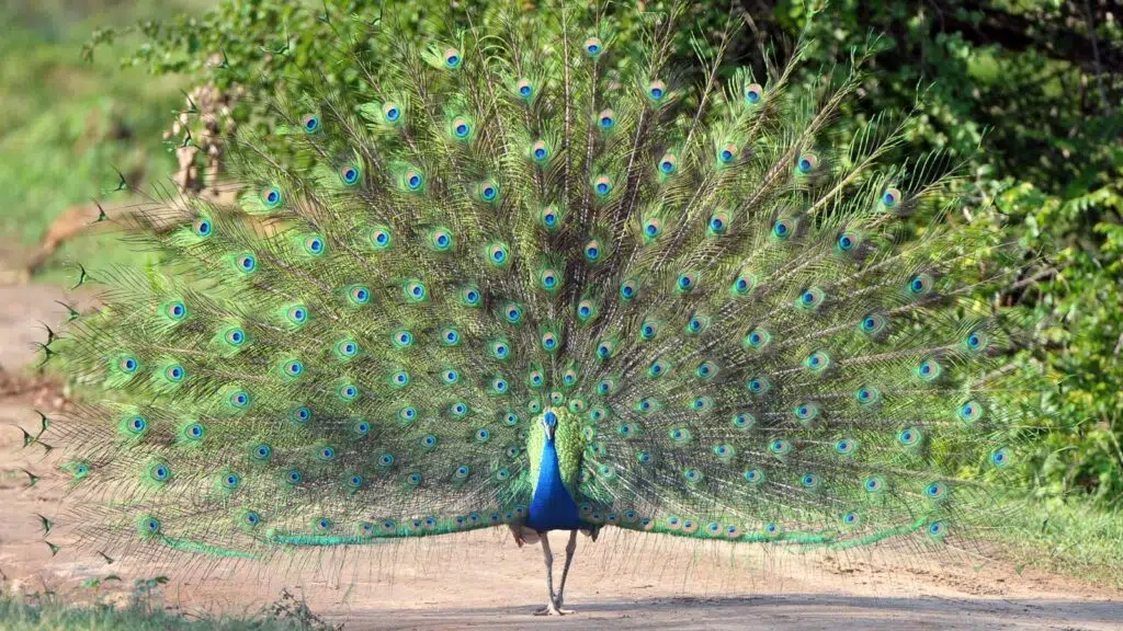 un paon observé lors d'un safari au Sri Lanka
