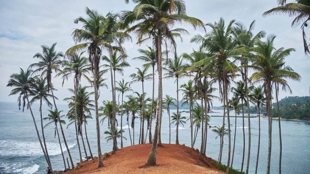Que faire à Mirissa ? Découvrez le coconut tree hill