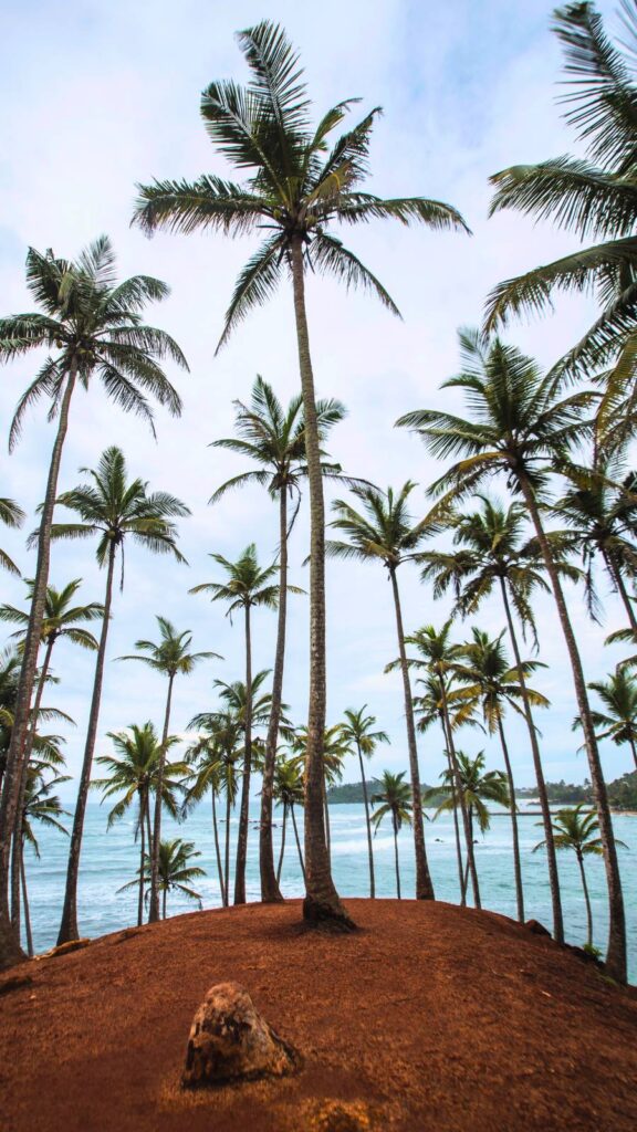 Le coconut tree hill à mirissa