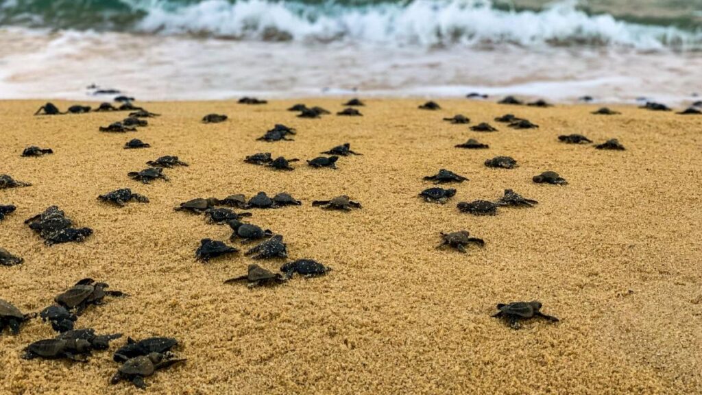 Observer les bébés tortues à Polhena au Sri Lanka
