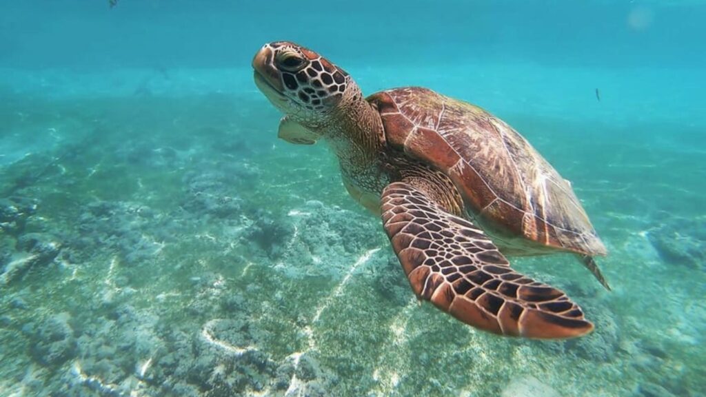 Nager avec des tortues à Mirissa