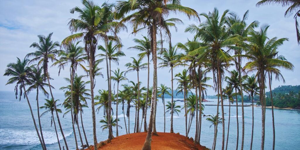 Que faire à Mirissa ? Le guide complet