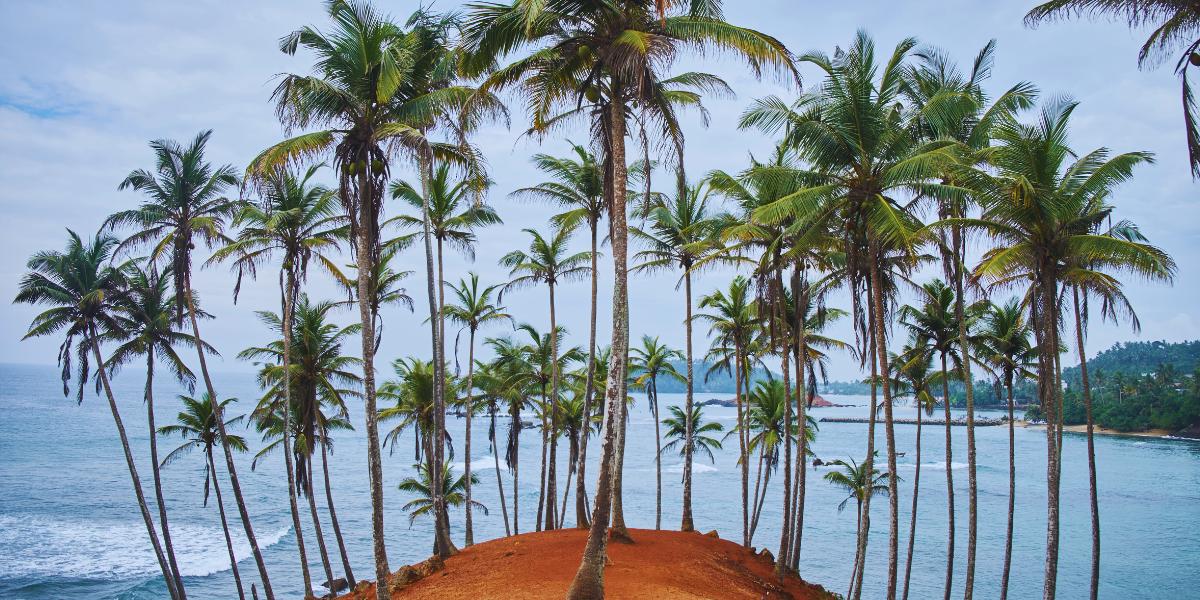 Que faire à Mirissa ? Le guide complet