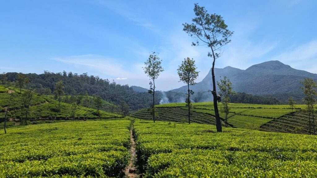15 jours Sri Lanke en hiver : Découvrez les plantations de thé