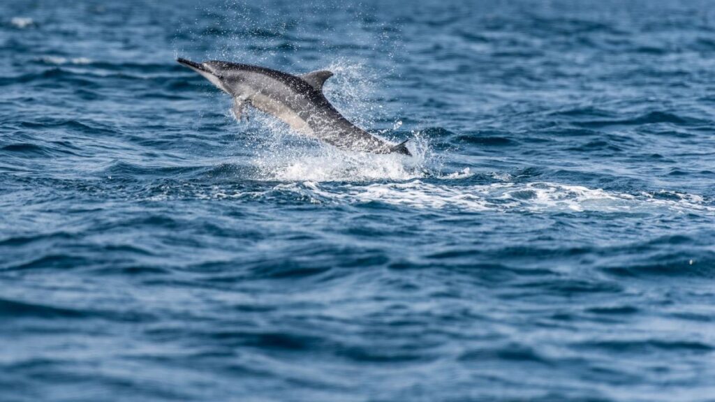 Les dauphins à Trincomalee