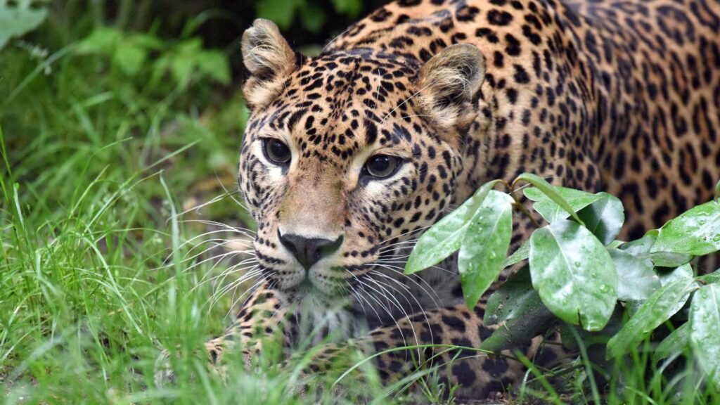 Faire un safari à Yala