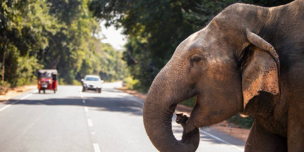 Que faire à Habarana au Sri Lanka ?