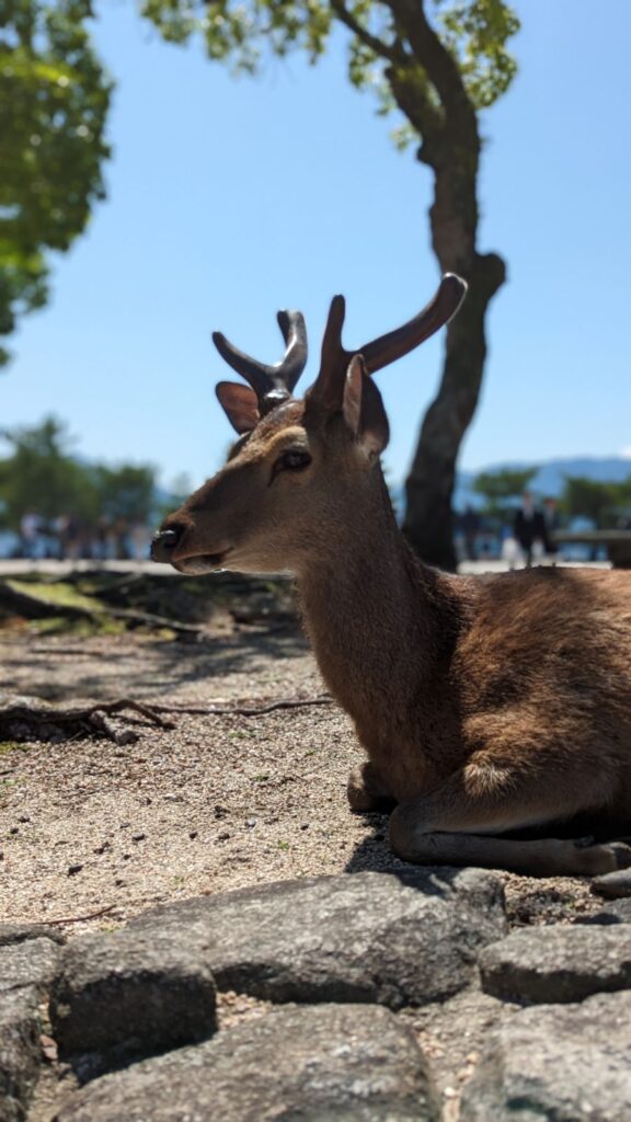 Daims sur l'île de Miyajima