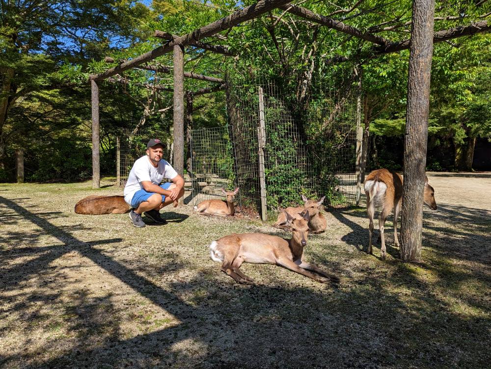 Les cerfs de Miyajima