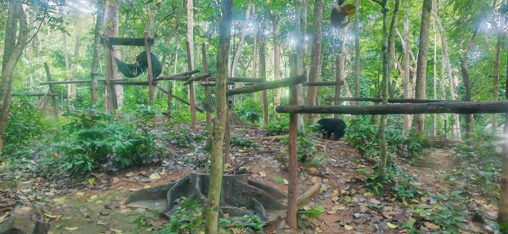 Le centre de sauvetage des ours près de Luang Prabang au Laos