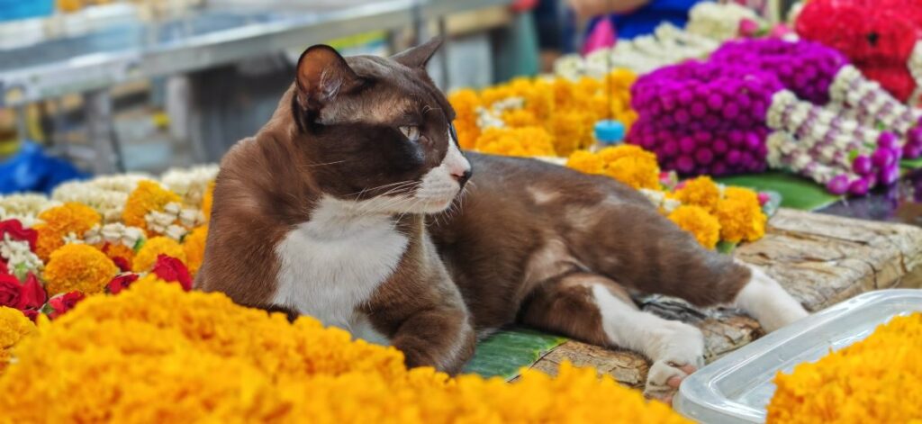 Les chats à Bangkok