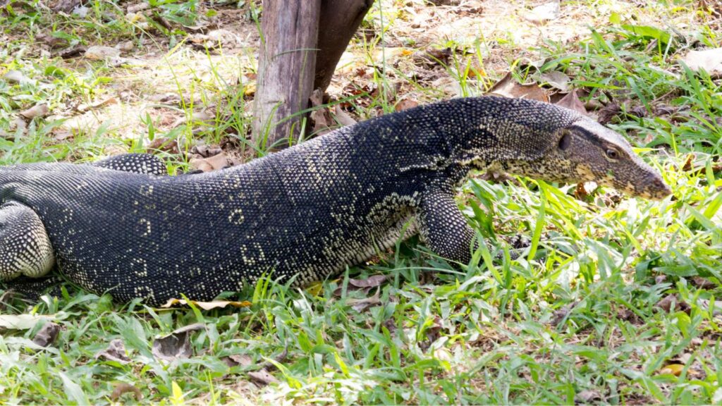 Varan au parc Lumpini
