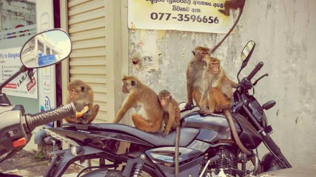 La rage au Sri Lanka : Tout ce que vous devez savoir