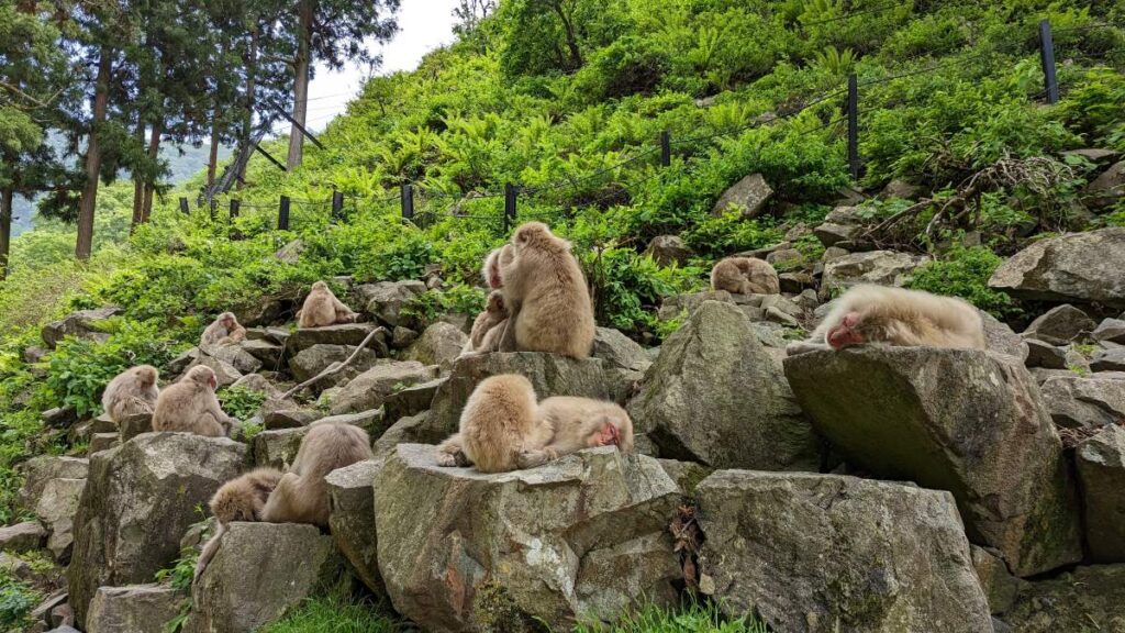 Les macaques japonais