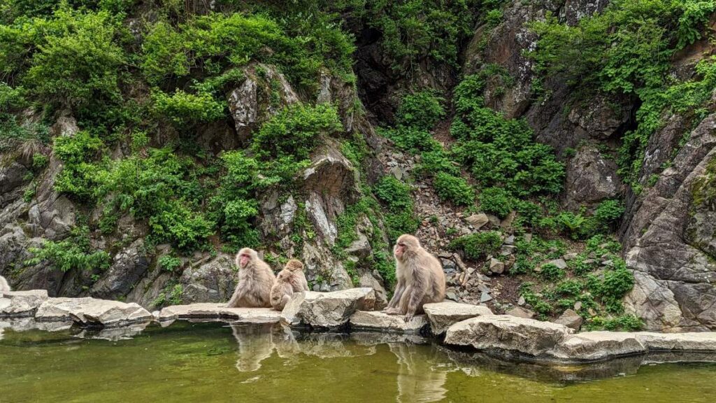 Observer les singes des neiges au Japon