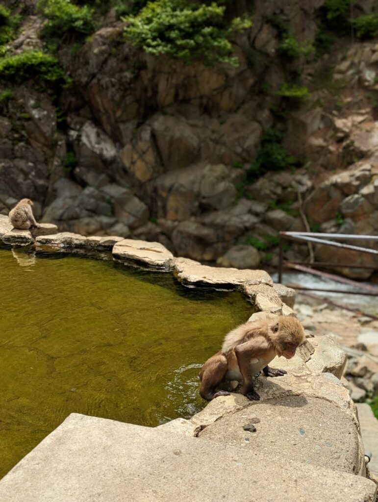 Jigokudani Snow Monkey Park