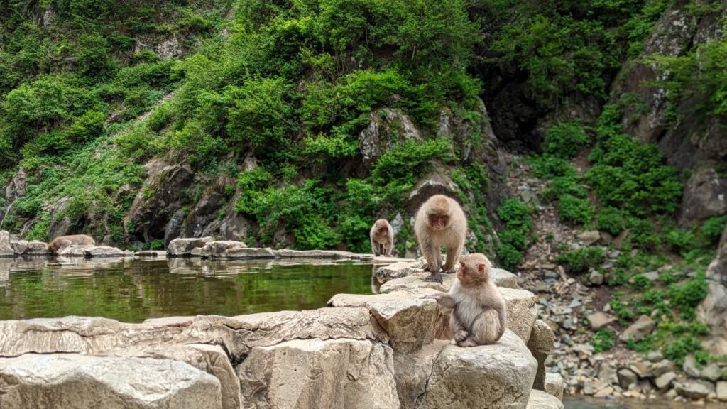 Les singes des neiges au Japon
