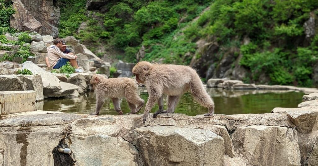 les singes des neiges au Japon