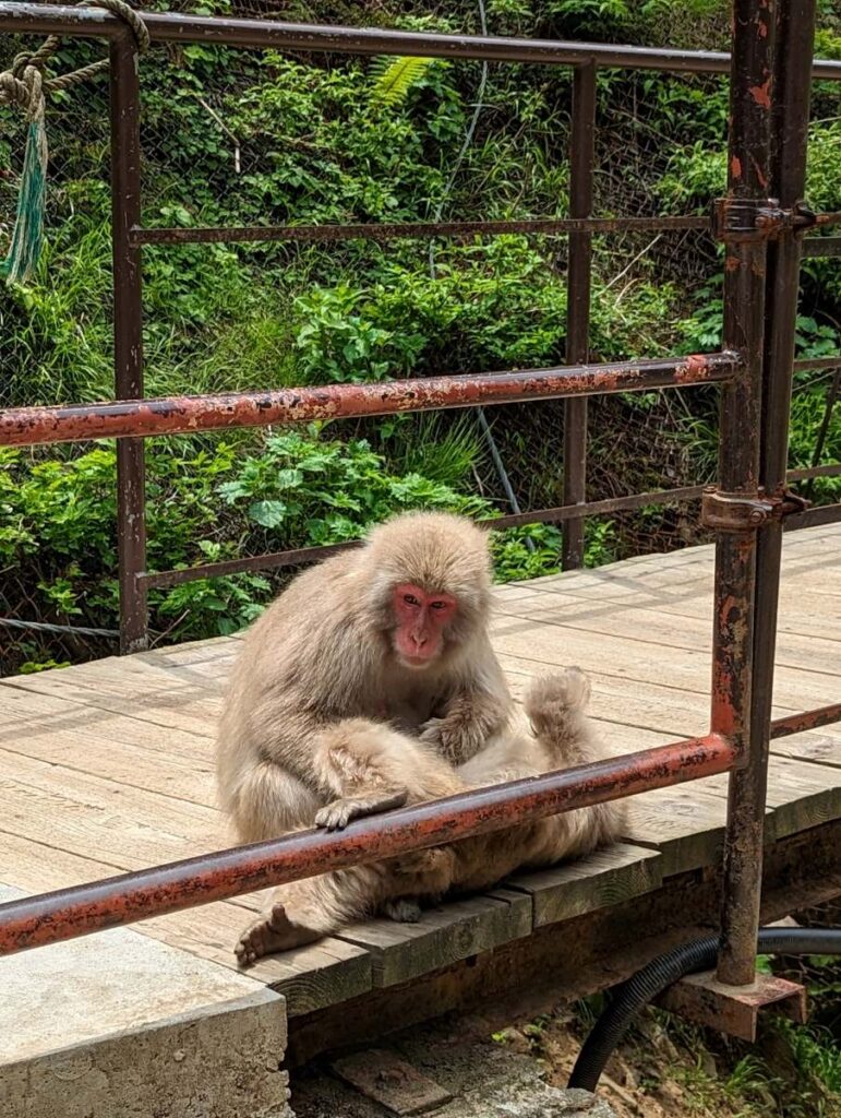 Singes au Snow Monkey Park