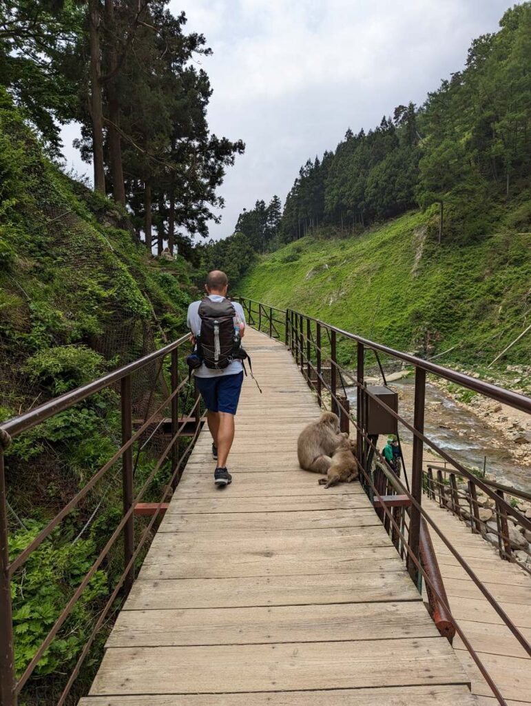 Fab et les singes az Snow Monkey Park
