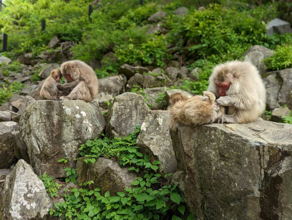 Les singes au Jigokudani Snow Monkey Park