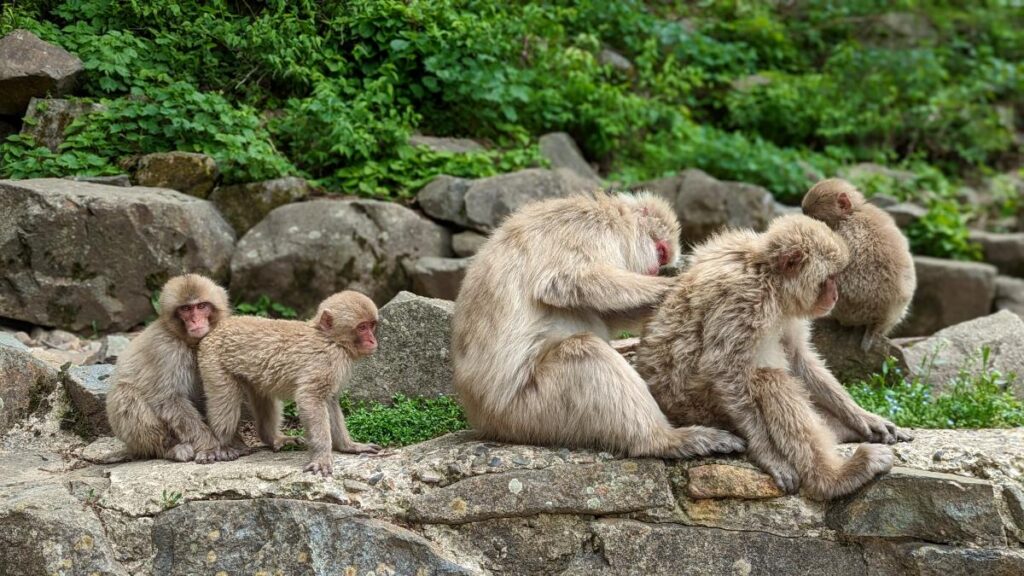Les singes sont bien occupés