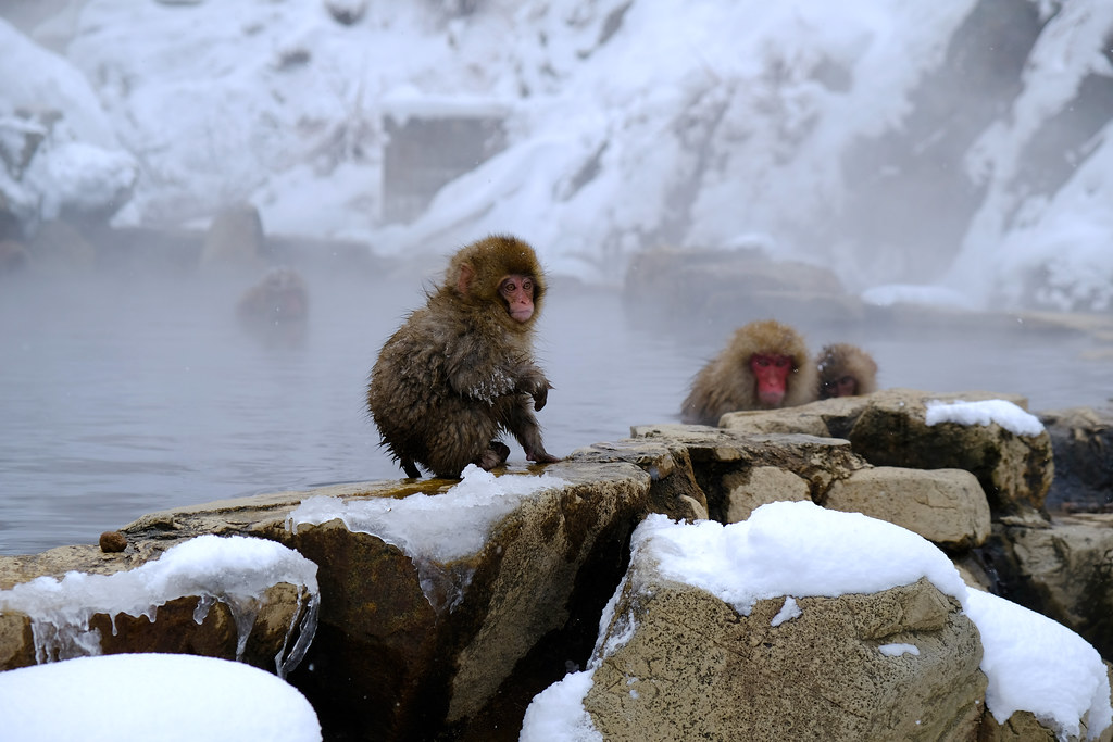 Les singes des neiges au Japon