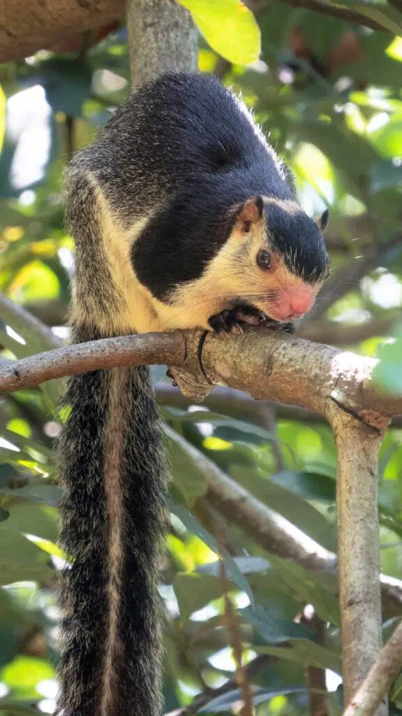 Écureuil géant au Sri Lanka