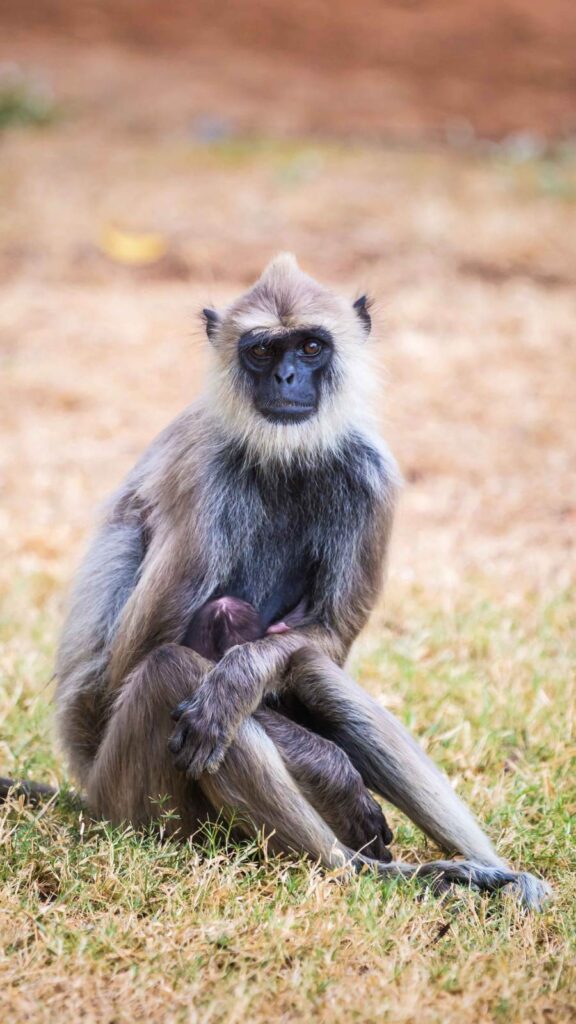 La rage au Sri Lanka peut être présente chez les singes