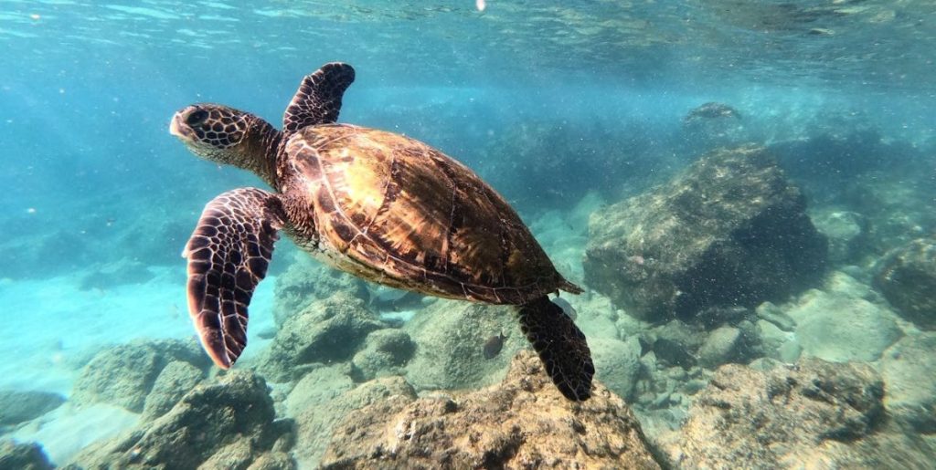 Où voir des tortues au Sri Lanka