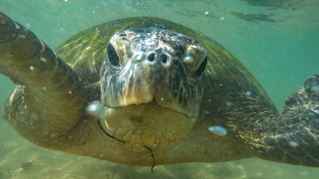 Les tortues au sud du Sri Lanka