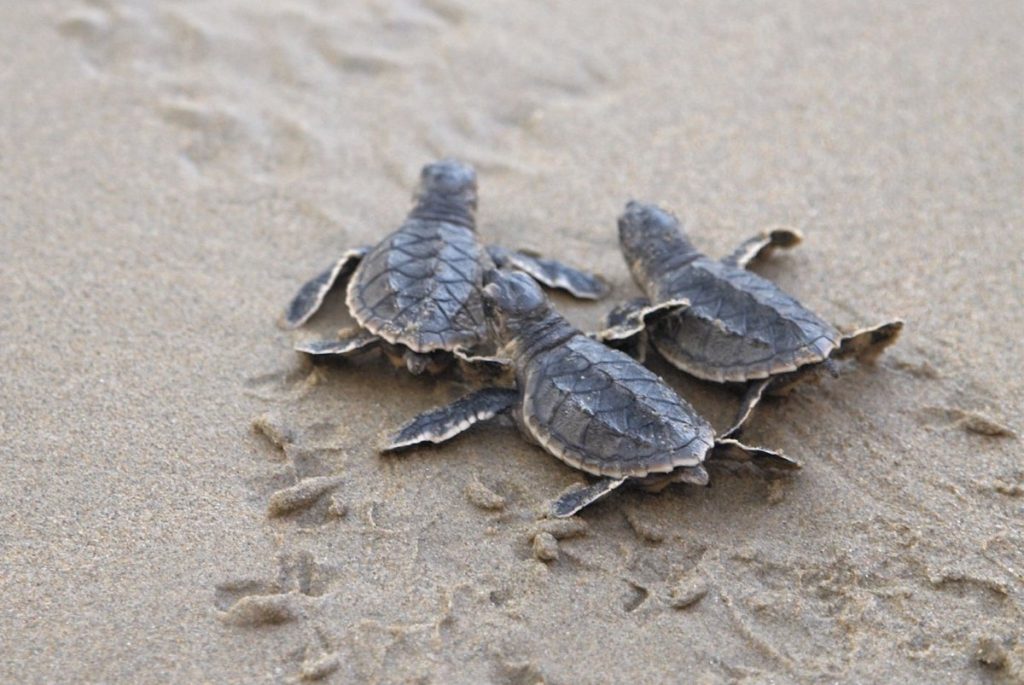 Bébés tortues au Sri Lanka