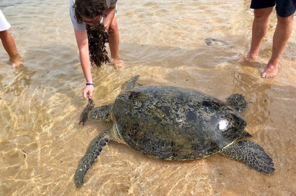 ce qu'il ne faut pas faire avec les tortues