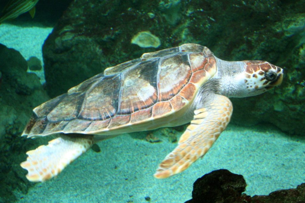 La tortue Caretta
