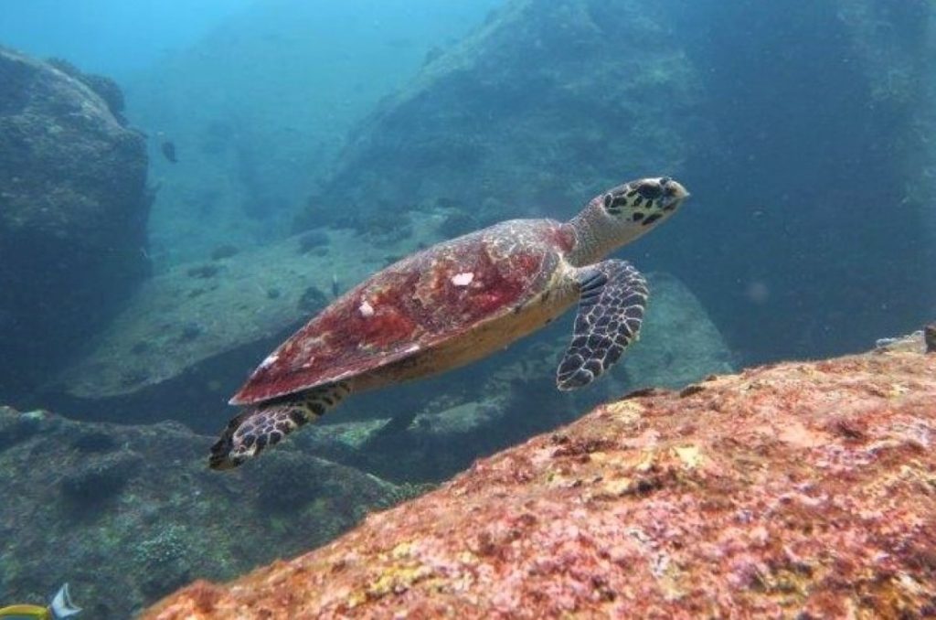 La tortue imbricata