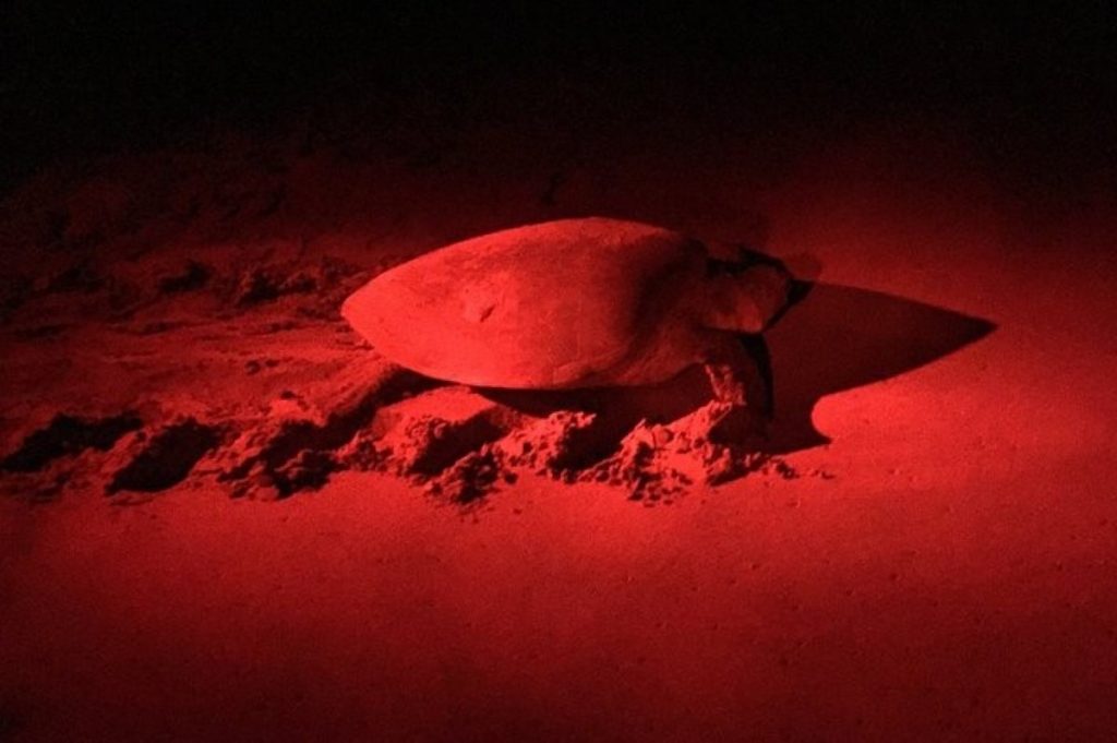 Observation des tortues la nuit