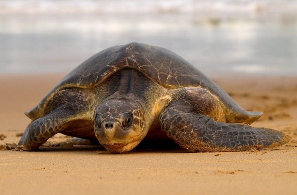 La tortue Olivatre