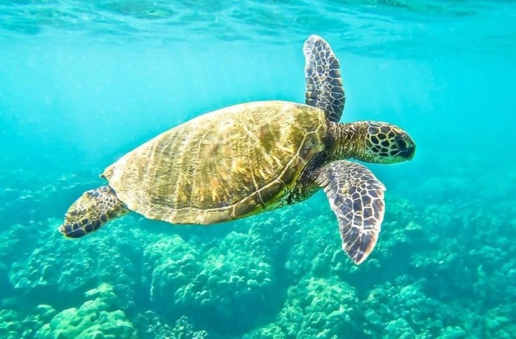 La tortue verte