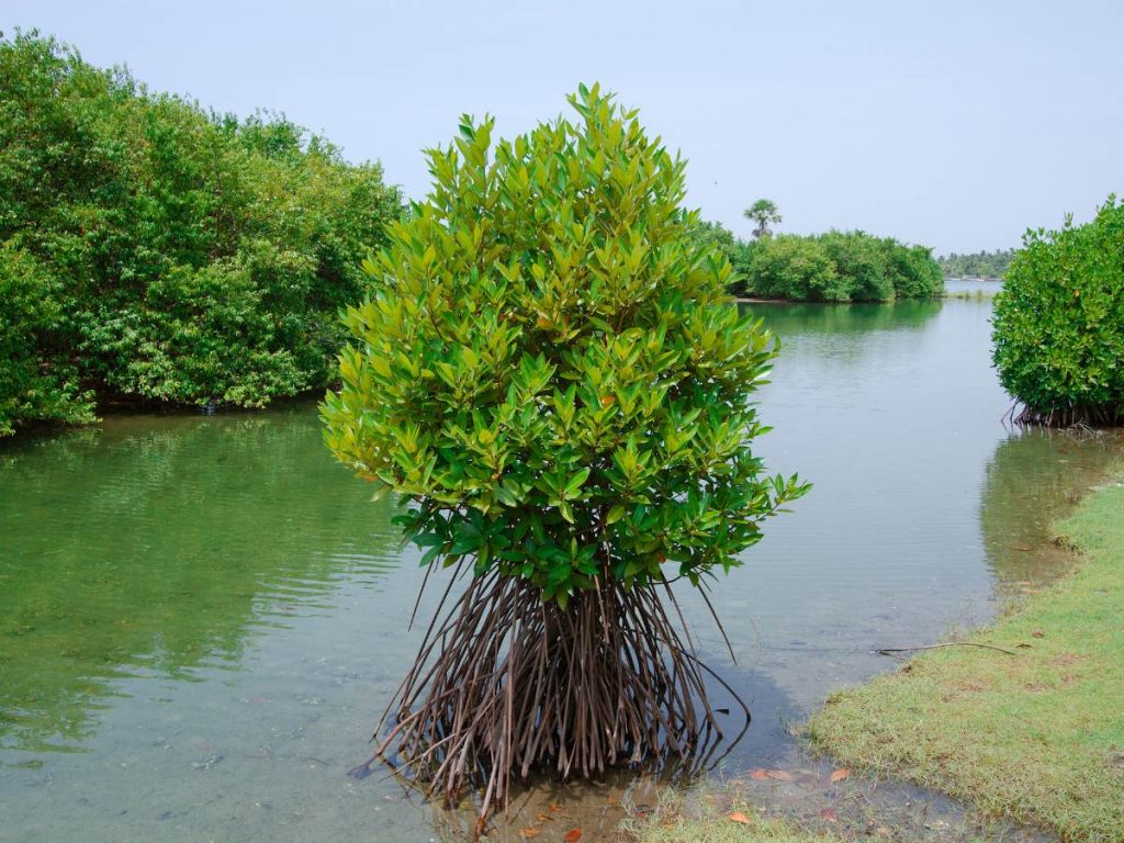 Mangrove Batticaloa