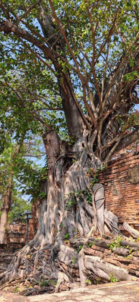 Les arbres à Ayuthhaya