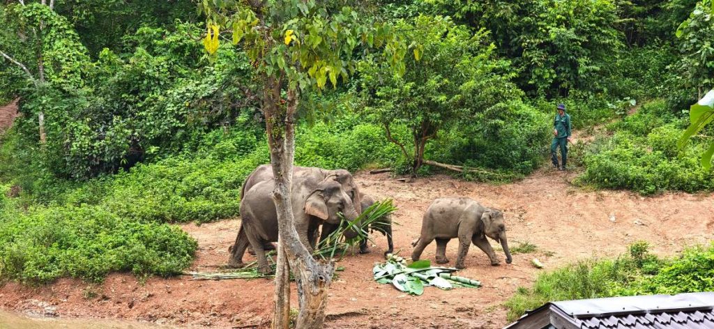 Admirer les éléphants au Laos