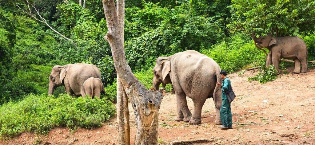 Les éléphants au Laos dans un centre éthique et responsable