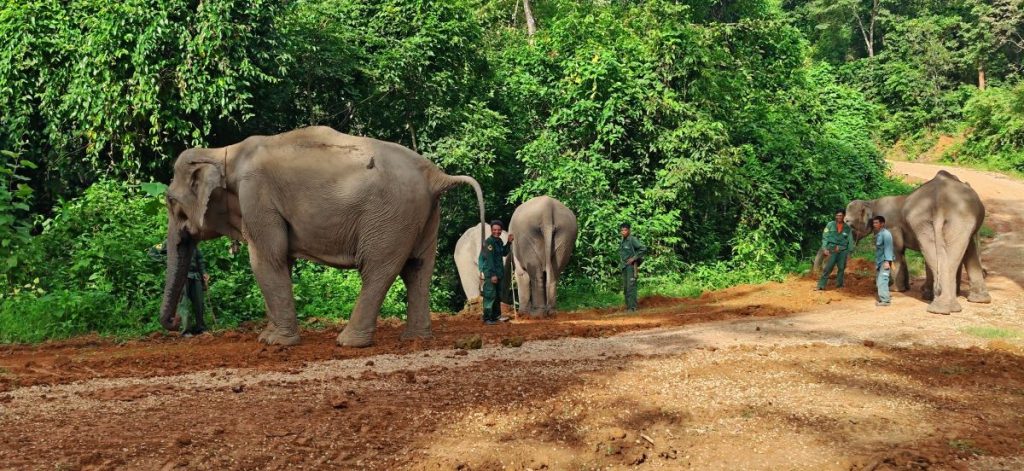 Observer les pachydermes au Laos